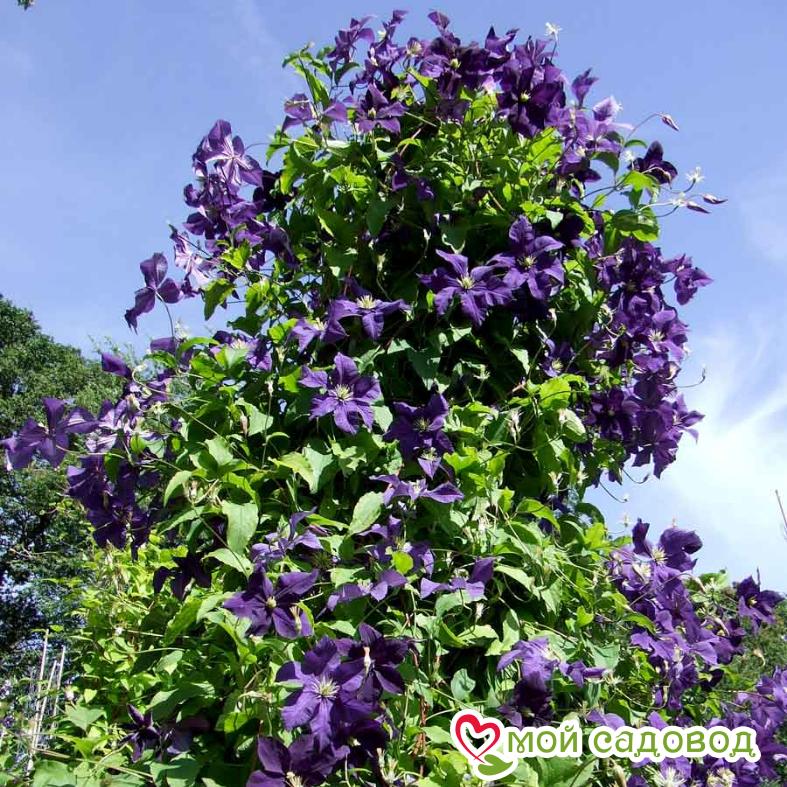 Клематисы Аотеароа ЗКС