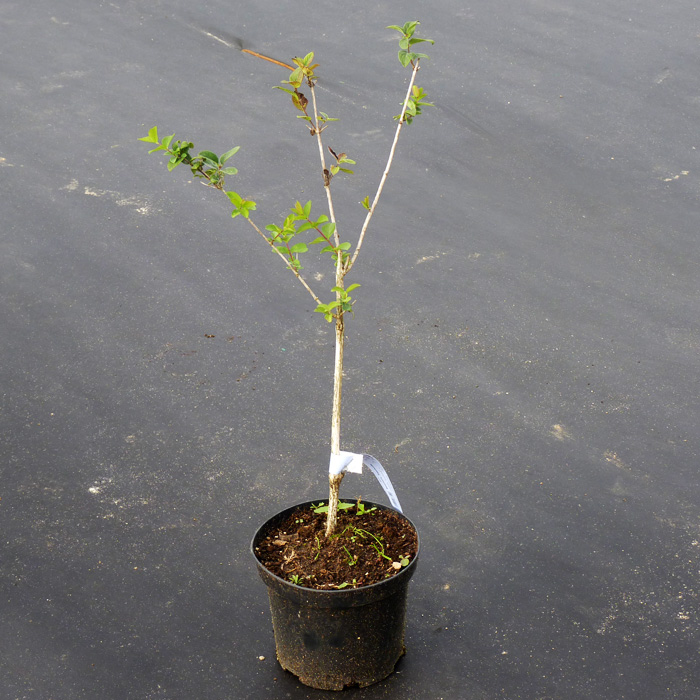 Жимолость Сластена